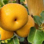 Ázijská hruška (Pyrus Pyrifolia) ´NASHI HOUSI´ - výška 130-150 cm, kont. C15L  